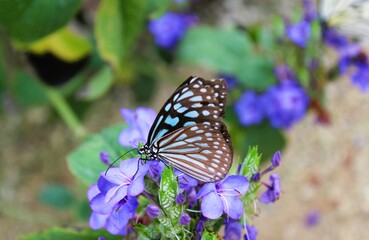 Ceylon blue glassy tiger butterfly、Ideopsis similis collecting nectar from the blue flower