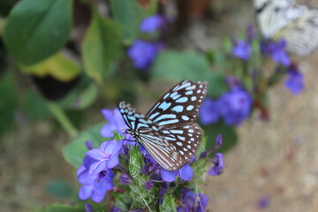 Ceylon blue glassy tiger butterfly、Ideopsis similis on a blue flower