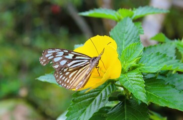 Ceylon blue glassy tiger butterfly、Ideopsis similis collecting nectar from the yellow flower