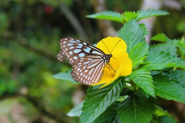 Ceylon blue glassy tiger butterfly、Ideopsis similis collecting nectar from the yellow flower