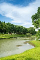 Lush greener around the pond in the park