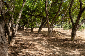 Earthen  alley in a public park in historical district in Zikhron Yaakov city in northern Israel