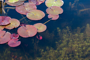 pond with lily pads 