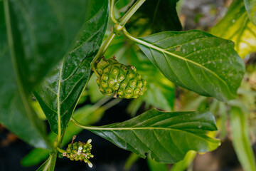 Noni fruit herbal medicines or fresh noni on tree. Raw Indian Mulberry fruit, Morinda Citrifolia.