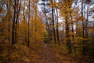 Fototapeta premium Autumn in the forest. Fall season. Toronto, Canada. 