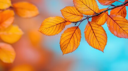 Obraz premium Autumn Leaves Branch with Blurred Background Fall Foliage Nature Photography