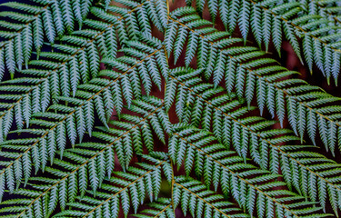 close up of fern fond