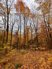 Autumn forest in the mountains. Colourful trees in autumn forest. Canada.