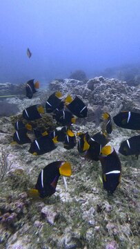 Peces angel de arrecife rocoso 