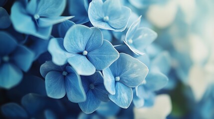 A close-up of a blue hydrangea cluster with white accents