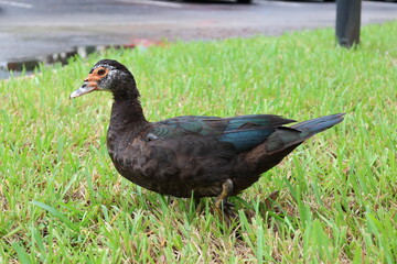duck in the grass