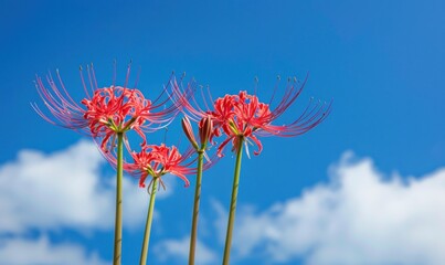 Red spider lilies blooming against a blue sky. Nature and floral photography concept.