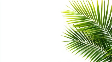 Fototapeta premium Two palm tree fronds on a white background, corner arrangement.
