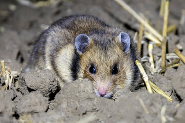 Ein Rum&auml;nischer Goldhamster nachts frontal auf einem Stoppelfeld