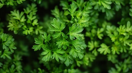 Fototapeta premium Close-Up of Fresh Green Parsley Leaves