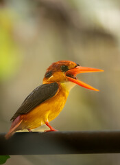Black-backed dwarf kingfisher
Garbhanga Reserve forest 
