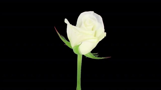Time lapse of opening Akito rose with ALPHA channel