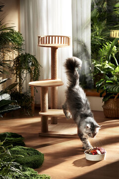 Pet cat jumps down from the shelf to eat cat food, indoor green plants scene