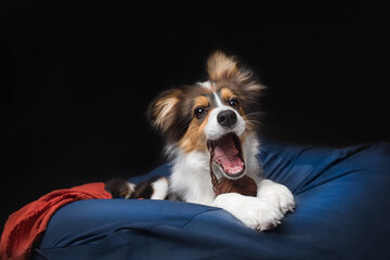 Shepherd dog wrapped in blanket in bed, photography light on black background