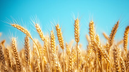 Fototapeta premium Close-up of golden wheat stalks against a bright blue sky.