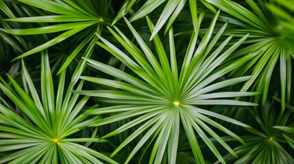 Close-up of vibrant green palm leaves, nature background. Tropical foliage and lush greenery concept