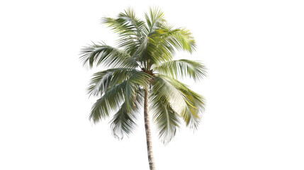 A single palm tree with lush green fronds against a white background, evoking a sense of the tropics and relaxation
