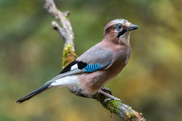 A blue jay with a SlickBack hairstyle in the forest on a branch