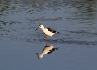 Pied Stilt bird with long legs and a long beak wading through shallow water