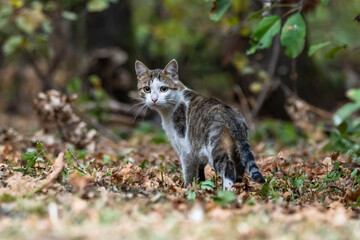 A domestic cat that became a wild forest cat