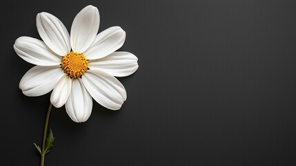 a close-up of a white flower with copy space on a black background with copyspace for text
