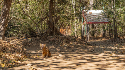 A unique predator endemic to Madagascar, the fossa sits on a dirt road in the forest and stares intently at the camera. Glossy brown fur, muscular clawed paws, shiny eyes. Madagascar. Kirindy Forest.