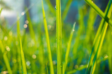 Morning grass background with shining dew drops macro shot during sunrise 
