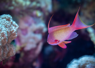 Sea goldie from the Red Sea Egypt