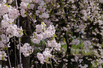 フラワーパークのソメイヨシノ