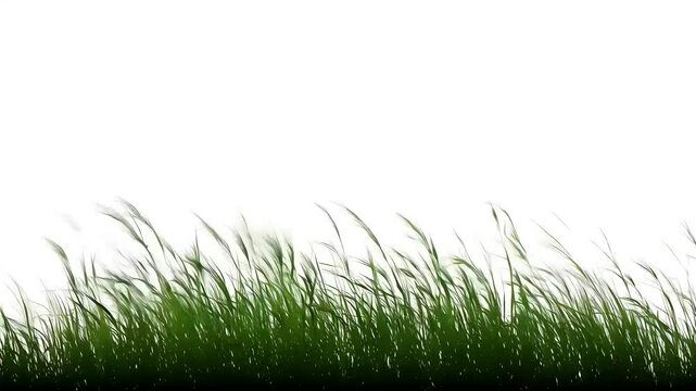 Witness beautiful movement high grass blowing wind olated alpha channel perfect digital composition projection mapping creative film projects green bush field garden long meadow plant scrub