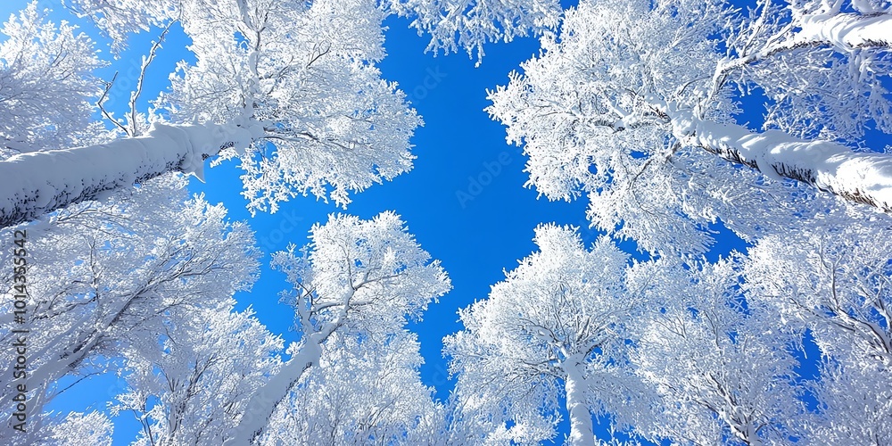 Poster looking up at snow-covered trees with a bright blue sky in the background.