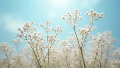 Fototapeta premium Field of Baby's Breath Flowers Under a Bright Blue Sky