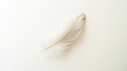 Obraz premium Single white feather lying on a blank background