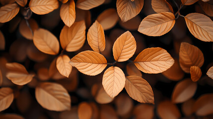 Brown plant leaves in autumn season, brown background