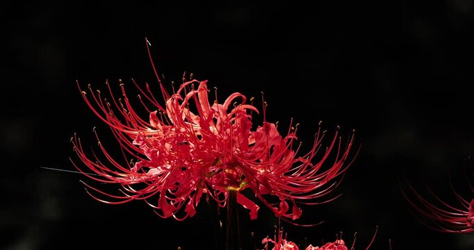Red spider lily(Lycoris radiata) in sunlight on dark background