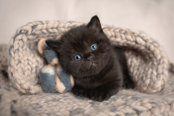 Kot brytyjski © Karolina