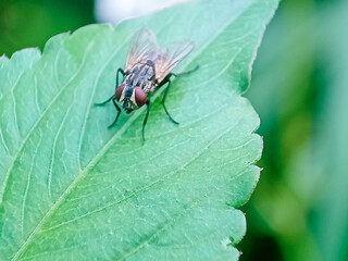 Cochliomyia hominivorax, the New World screw-worm fly, or screw-worm for short, is a species of parasitic fly that is well known for the way in which its larvae (maggots) eat the living tissue.