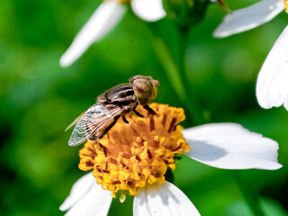 Cochliomyia hominivorax, the New World screw-worm fly, or screw-worm for short, is a species of parasitic fly that is well known for the way in which its larvae (maggots) eat the living tissue.