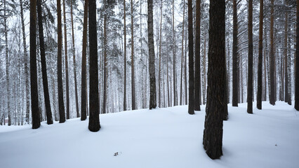 Beautiful view in forest with tree trunks on winter day. Media. Calming view of winter forest with falling snow. Beautiful landscape in winter forest during snowfall