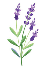 Lavender Branch with Flowers Vector Illustration on White Background