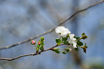 秋に咲く桜　アーコレード