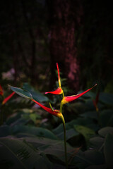 A red and yellow flower with three petals