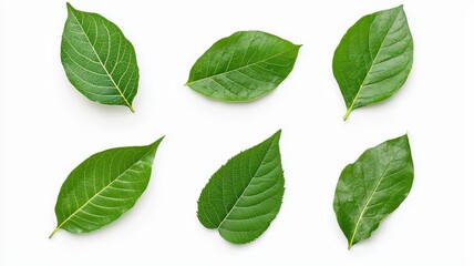 Obraz premium Six fresh green leaves arranged visually, showcasing their varying shapes and textures against a white background.