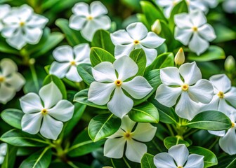 Obraz premium Delicate white periwinkle flowers bloom in the Apocynaceae family, creating a captivating floral scene that delights
