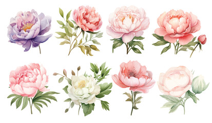Watercolor peonies flowers hand drawn floral illustration set on white background